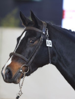 Vente de cheval : MAM'ZELLE DE SAND